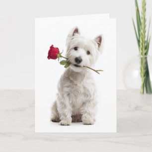 Westie Valentine – Helle Liebe und Hingabe Karte