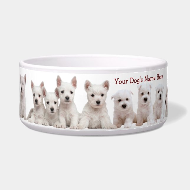 Westie Welpen Wartete geduldig für ihr Essen Napf (Vorderseite)