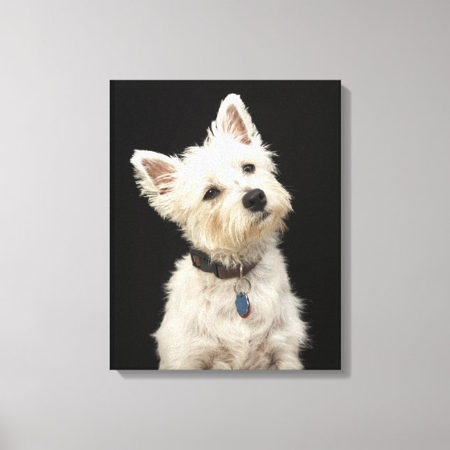 Westie | West Highland Terrier Leinwanddruck (Vorderseite)