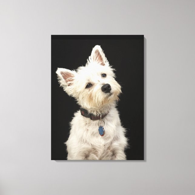 Westie (West Highland Terrier) mit Kragen Leinwanddruck (Vorderseite)