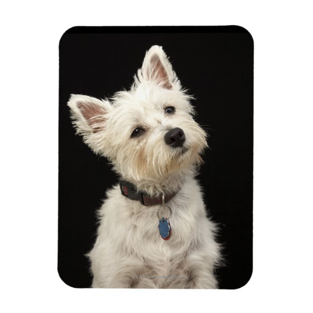 Westie (West Highland Terrier) mit Kragen Magnet (Vertikal)