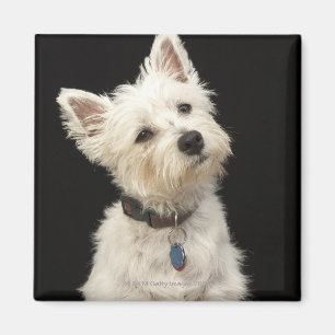 Westie (West Highland Terrier) mit Kragen Magnet