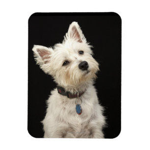 Westie (West Highland Terrier) mit Kragen Magnet