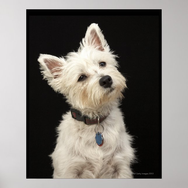 Westie (West Highland Terrier) mit Kragen Poster (Vorne)