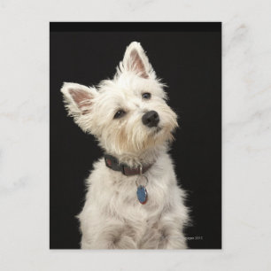 Westie (West Highland Terrier) mit Kragen Postkarte
