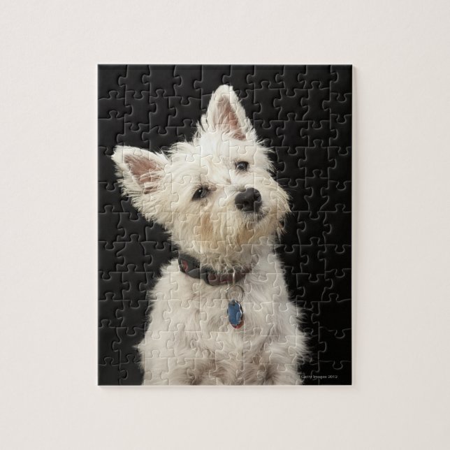 Westie (West Highland Terrier) mit Kragen Puzzle (Vertikal)