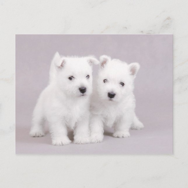 Westies Postkarte (Vorderseite)