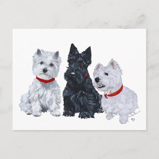 Westies und ein Scottie Together Postkarte (Vorderseite)