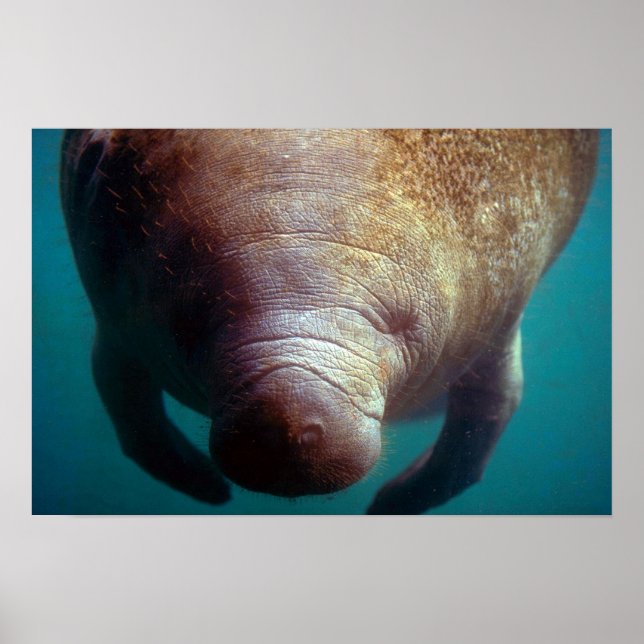 Westindische (Florida) Manatee-Unterwasser Poster (Vorne)