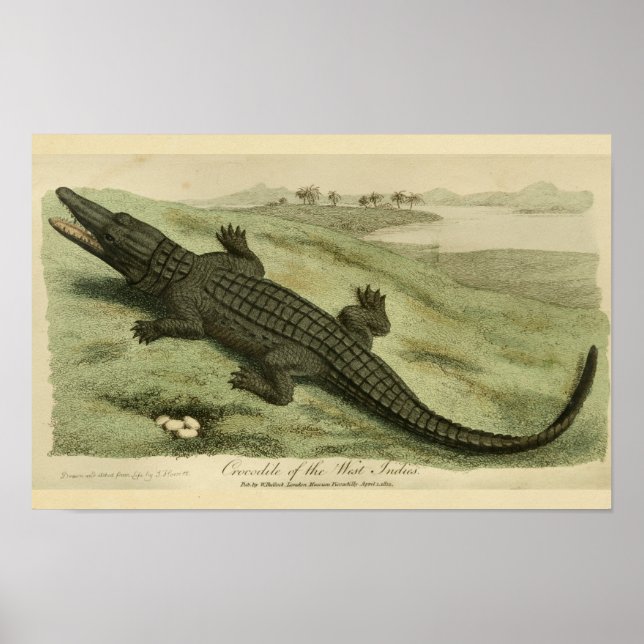 Westindische Krokodile-Naturgeschichte - Print Poster (Vorne)