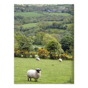 Westirland, Dingle-Halbinsel, breit Fotodruck
