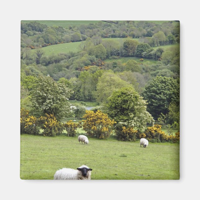 Westirland, Dingle-Halbinsel, breit Magnet (Vorne)