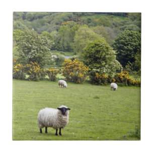 Westirland, Dingle-Halbinsel Fliese