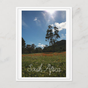 Westküste Südafrika Wildblumen Postkarte