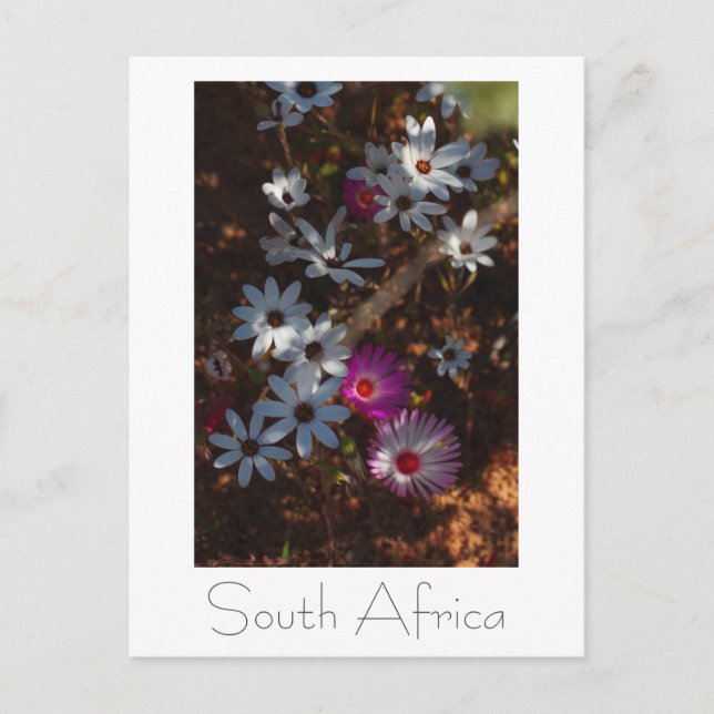 Westküste Südafrika Wildblumen Postkarte (Vorderseite)