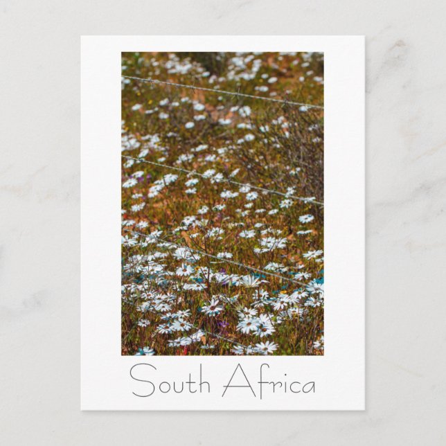 Westküste Südafrika Wilde Blume Postkarte (Vorderseite)