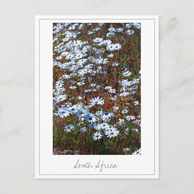 Westküste Südafrika Wilde Blume Postkarte (Vorderseite)