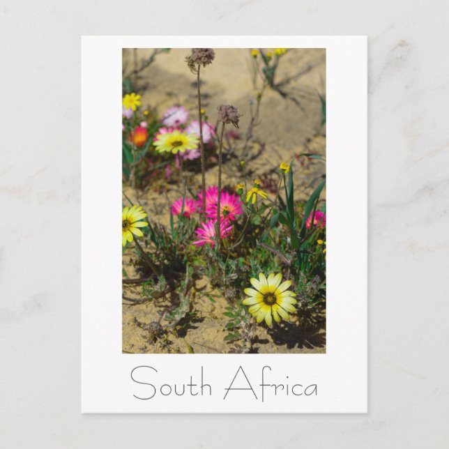 Westküste Südafrika Wilde Blume Postkarte (Vorderseite)
