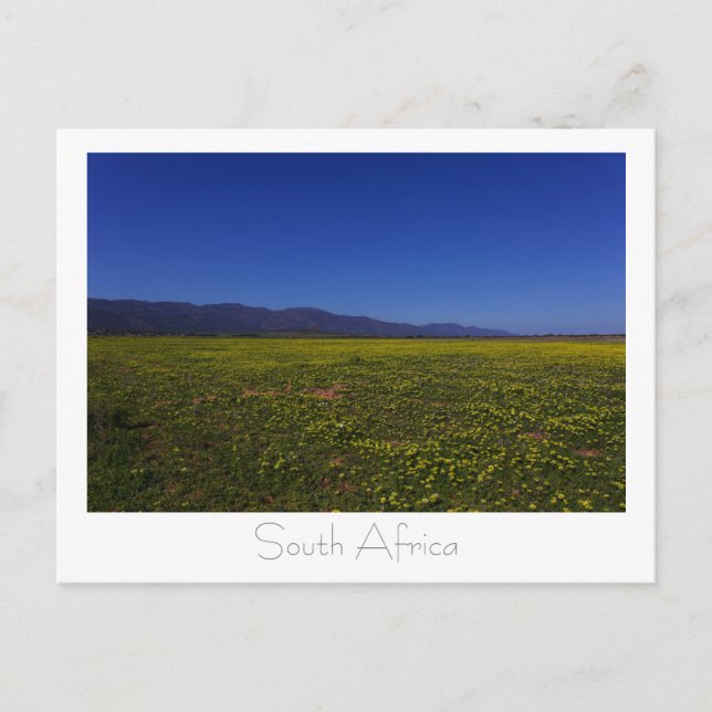 Westküste Wilde Blume Südafrika SA Postkarte (Vorderseite)