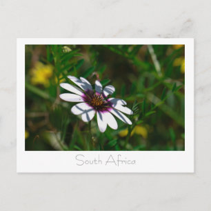 Westküste Wilde Blume Südafrika SA Postkarte
