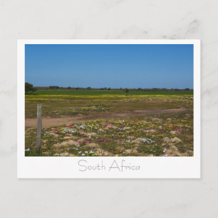 Westküsten-Wildblumen Südafrika SA Postkarte