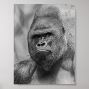 Westland lowland gorilla poster