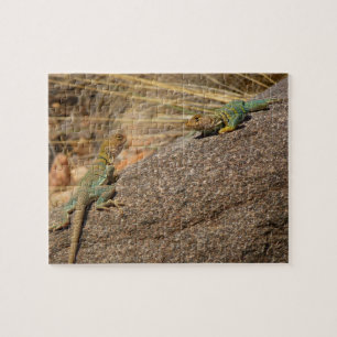 Westliche Halsbandleguane in Colorado Puzzle