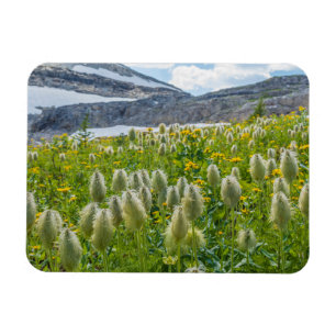 Westliche Küchenschelle East Kootenay Mountains Magnet