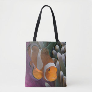 Westlicher Clown-Anemonenfisch