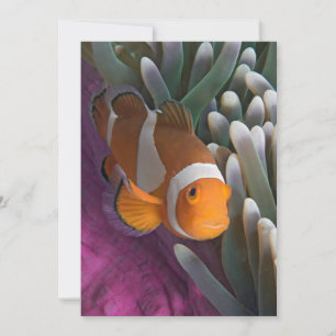Westlicher Clown-Anemonenfisch Karte