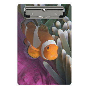 Westlicher Clown-Anemonenfisch Mini Klemmbrett