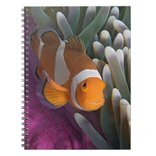 Westlicher Clown-Anemonenfisch Notizblock