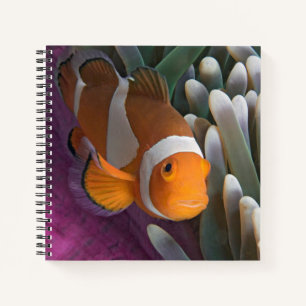 Westlicher Clown-Anemonenfisch Notizbuch