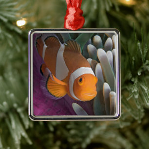 Westlicher Clown-Anemonenfisch Ornament Aus Metall