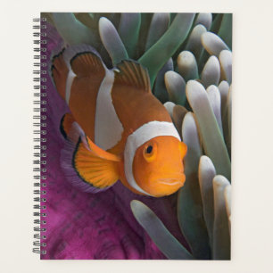 Westlicher Clown-Anemonenfisch Planer