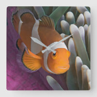 Westlicher Clown-Anemonenfisch
