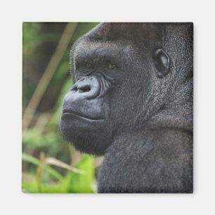 Westlicher Flachlandgorilla, Gorilla in Gefangensc Magnet