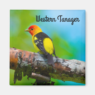 Westlicher Piranga Magnet