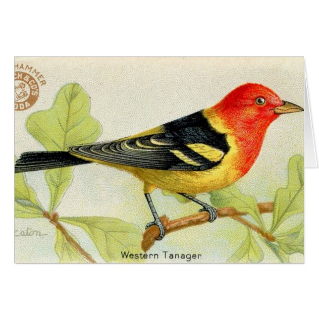 Westlicher Tanager (Vorderseite (Horizontal))