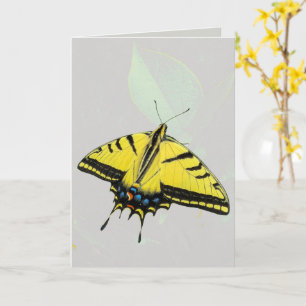 Westlicher Tiger-Schwalbenschwanz-Schmetterling &  Karte