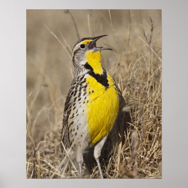 Westschnäpper-Lerchenstärling (Sturnella neglecta) Poster (Vorne)