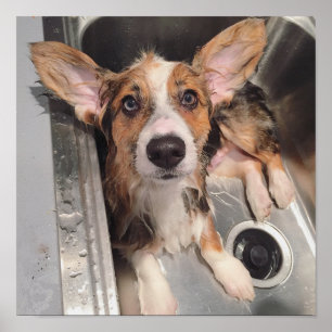 Wet Baby Corgi Puppy Poster