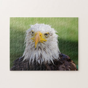 Wet Bald Eagle Puzzle