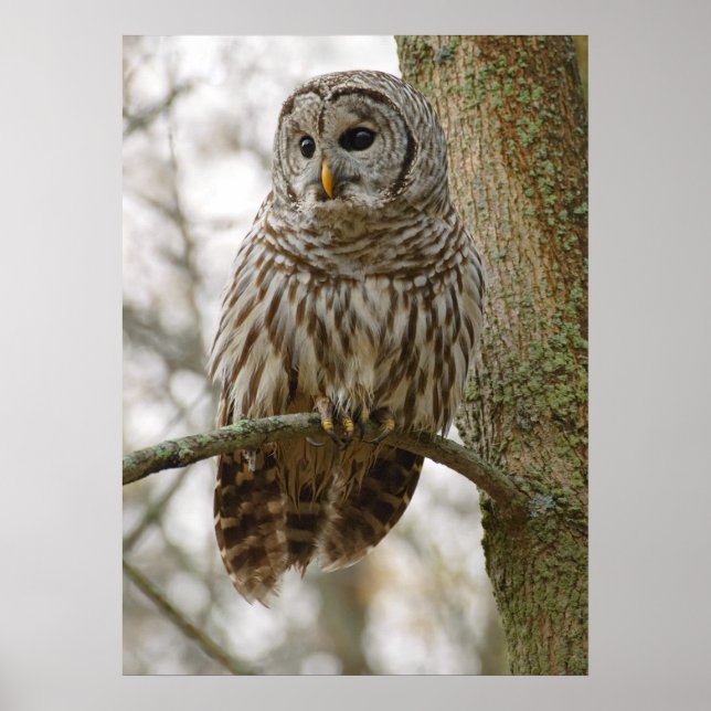 Wet Feathers Barred Owl Alert sucht Beute Poster (Vorne)