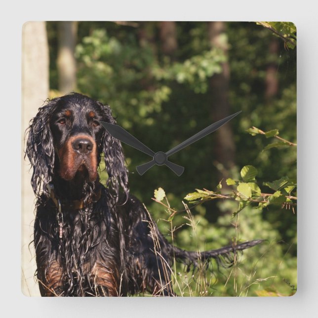 Wet Gordon Setter Square Wall Clock Quadratische Wanduhr (Vorderseite)