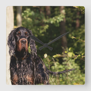 Wet Gordon Setter Square Wall Clock Quadratische Wanduhr