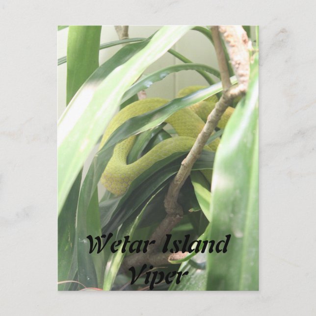 Wetar Island Viper Postkarte (Vorderseite)