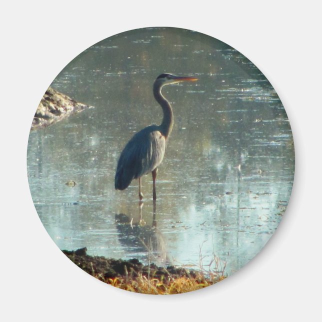 Wetland Blue Heron Magnet (Vorne)