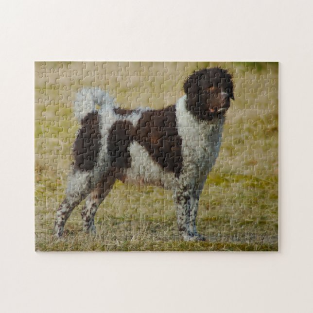 Wetterhoun Dog Jigsaws. Puzzle (Horizontal)