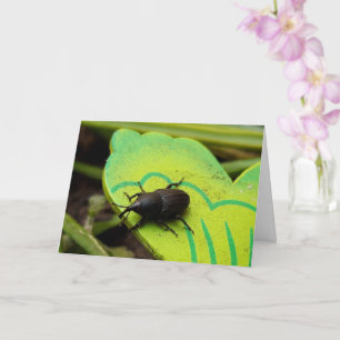 Wevil , Käfer , Curculionoidea , Bug Karte